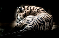 Nature/Wildlife